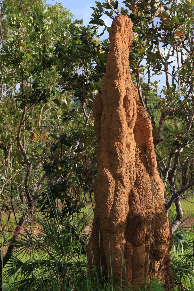 Welcome to the Top End! At Marlow Lagoon, NT