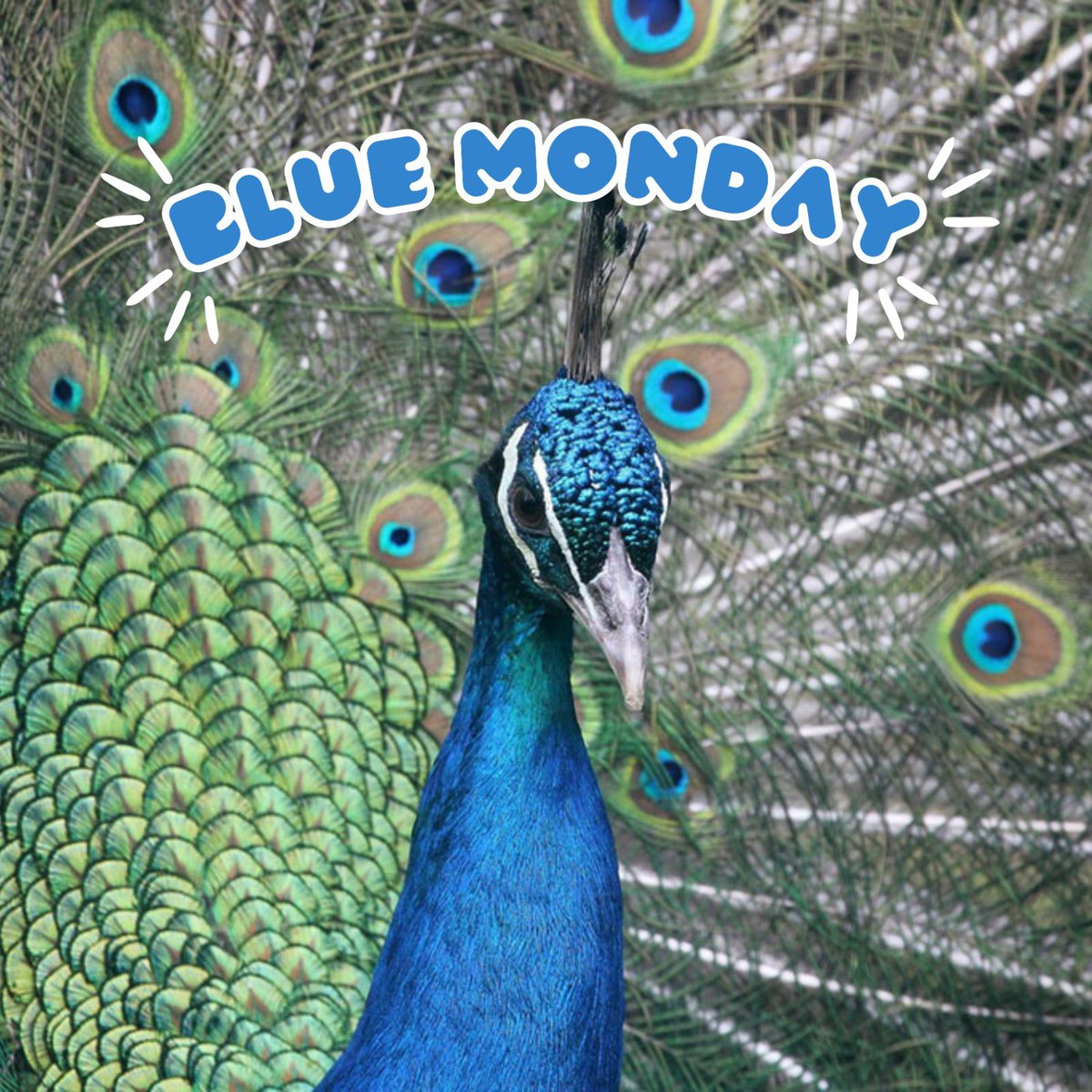 ZOODESANTILLANA's tweet photo. 💙 ¡Nosotros reinventarnos el #BlueMonday!

🌨️ Eso de que hoy es el lunes mas triste del año es un mito…

🦋 Por cierto, ¿sabrías decirnos cuántas especies AZULES tenemos en el Zoo? 

#ZoodeSantillana #Zoo #SantillanadelMar #Cantabria #BlueMonday #PavoReal https://t.co/7bIVYXfDSi