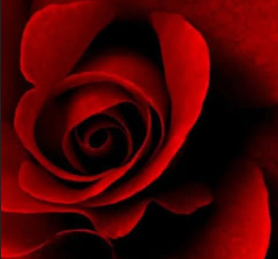 BonjourMissLie's tweet photo. "We can complain because rose bushes have thorns, or rejoice because thorn bushes have roses." - Abraham Lincoln https://t.co/wjJMbBvEOJ