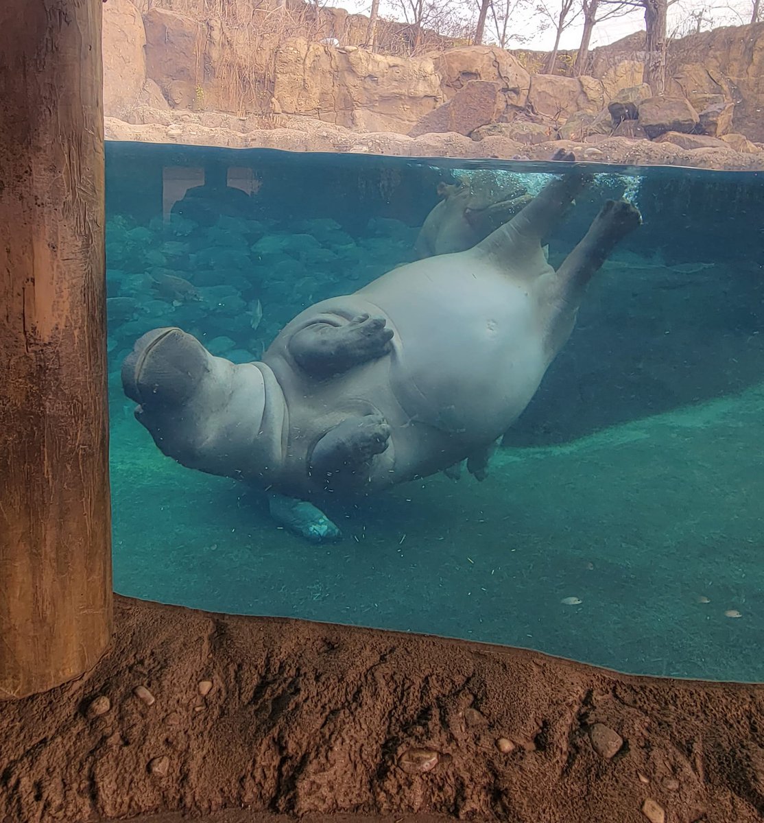 Fiona kicking up her heels! #TeamFiona