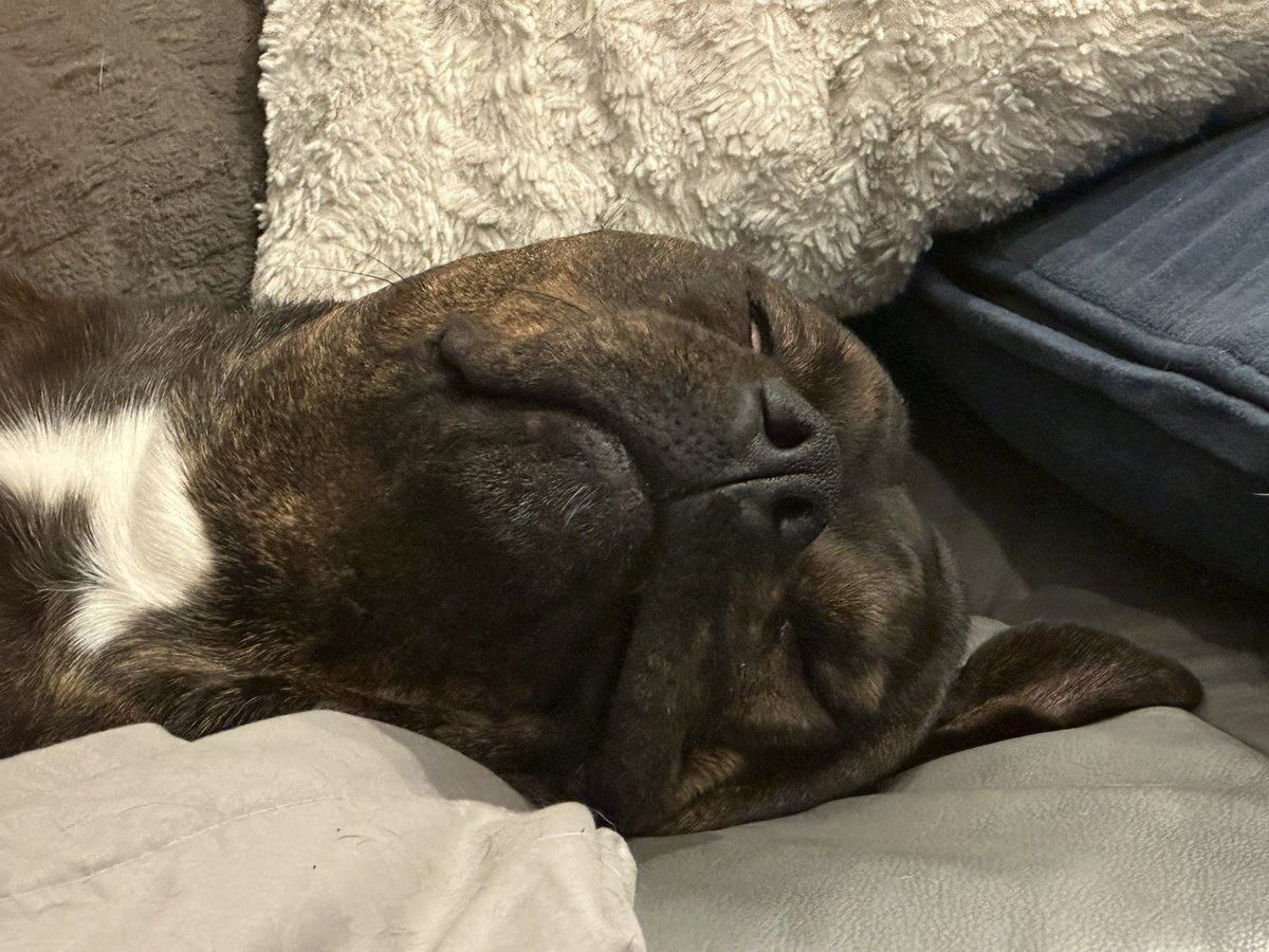 dimitrimckay's tweet photo. Ferocious little beast. #pitweiler https://t.co/CxhST32pJ8