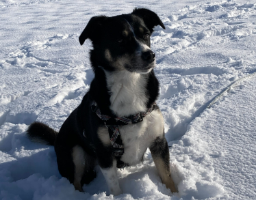 Unsere Tipps für euch, wie ihr euren #hunden gut durch die kalten Tage helfen könnt. ❄️
ow.ly/XaUt50MrNxU
Passt auf eure Vierbeiner und ihre empfindlichen Pfoten 🐾 gut auf. 💚