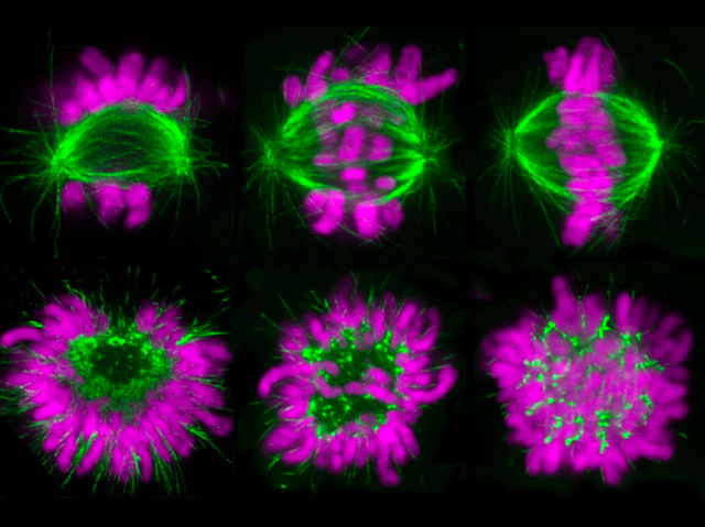 Biomedical Picture of the Day BPoD (@bpod_s) on Twitter photo Bundles of Joy – Understanding more about how #chromosomes segregate as a #cell divides. Image and research by <a href="/JuricaMatkovic/">Jurica Matković</a> et al <a href="/Toliclab/">Iva Tolić</a> <a href="/institutrb/">Ruđer Bošković Institute</a> in <a href="/NatureComms/">Nature Communications</a>. Read more on bpod.mrc.ac.uk/archive/2023/1… with <a href="/MRC_LMS/">MRC Laboratory of Medical Sciences (LMS)</a> and <a href="/DrJohnAnkers/">John Ankers</a> Bundles of Joy – Understanding more about how #chromosomes segregate as a #cell divides. Image and research by <a href="/JuricaMatkovic/">Jurica Matković</a> et al <a href="/Toliclab/">Iva Tolić</a> <a href="/institutrb/">Ruđer Bošković Institute</a> in <a href="/NatureComms/">Nature Communications</a>. Read more on bpod.mrc.ac.uk/archive/2023/1… with <a href="/MRC_LMS/">MRC Laboratory of Medical Sciences (LMS)</a> and <a href="/DrJohnAnkers/">John Ankers</a>