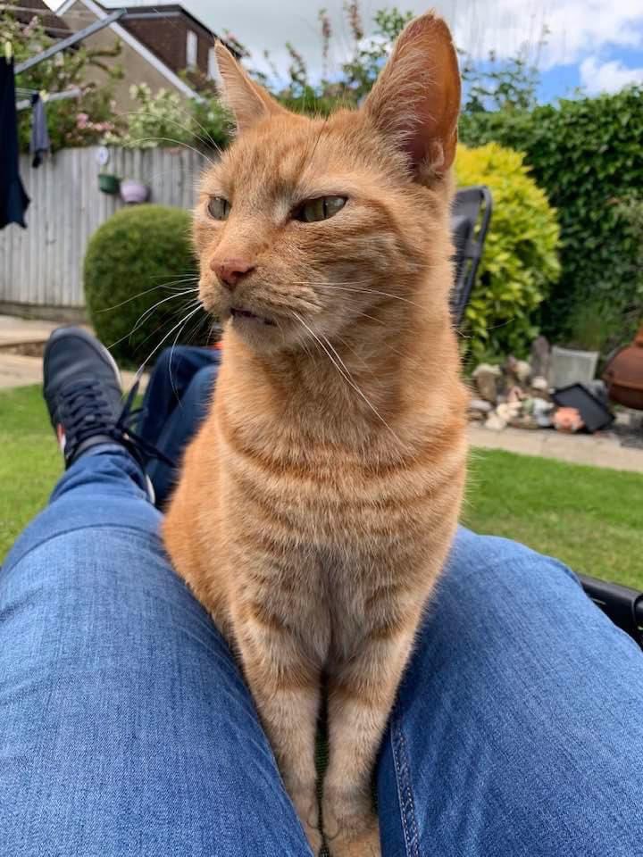 kazalfie's tweet photo. @PetsLocated @MissingPetsGB ginger is missing nearly a week from Warwick road area of #banbury OX161AX #cat #lost #missing #microchipped https://t.co/4QfmKKWHwC