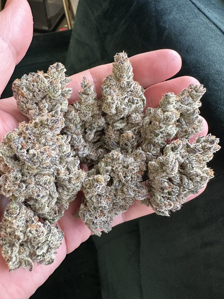 exoticgenetix's tweet image. The oh so icy Project 9 nuggets baby! Happy Monday everyone!!! 🤙🏼🤙🏼🤙🏼 #exoticgenetix #project9 #itsalifestyle