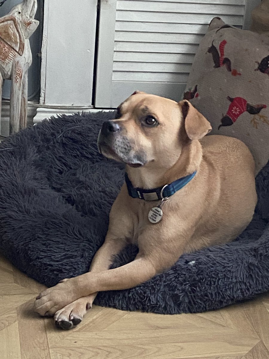 handsome_humphrey tweet media