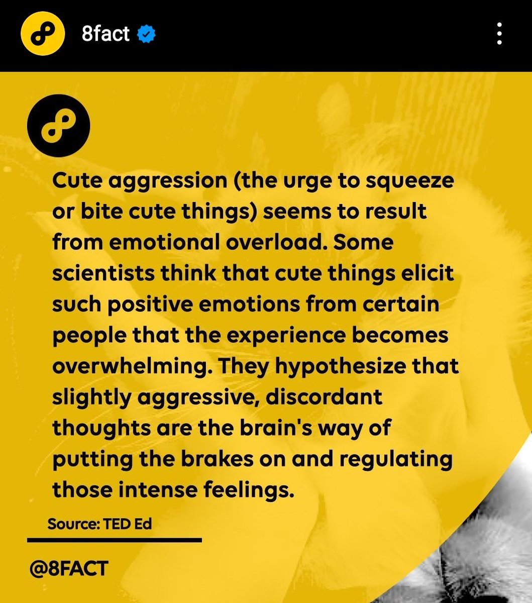 imeldific16's tweet image. Me be like with cats and anything cute and cuddly 😆
#CuteAggression