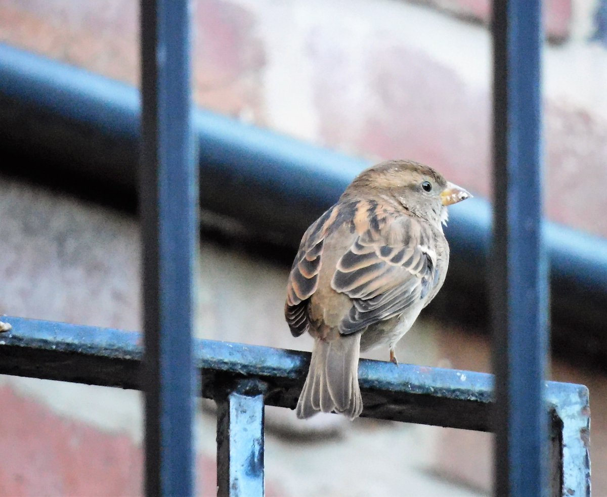 harlequinpub's tweet photo. lots of squabbling and activity around the feeders today 🥶☃️🙂 #harlefinches #mithering https://t.co/veugzeKdG6