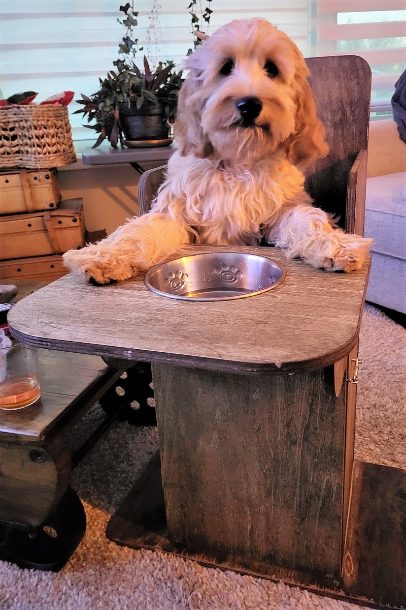 NopakCanadaInc's tweet photo. Our mascot #Bellatherapydog has been diagnosed with #megaesophagus and requires a chair to eat properly. She has learned to eat this way quickly, and is very proud of her new chair! https://t.co/VifsWZSFEy