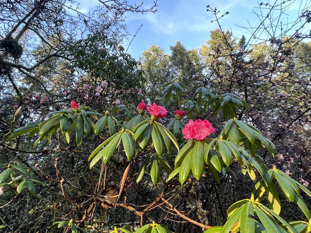 Early bloomers to start the new year! 
#Flowers #rhododendrons #whidbeyisland #blooming