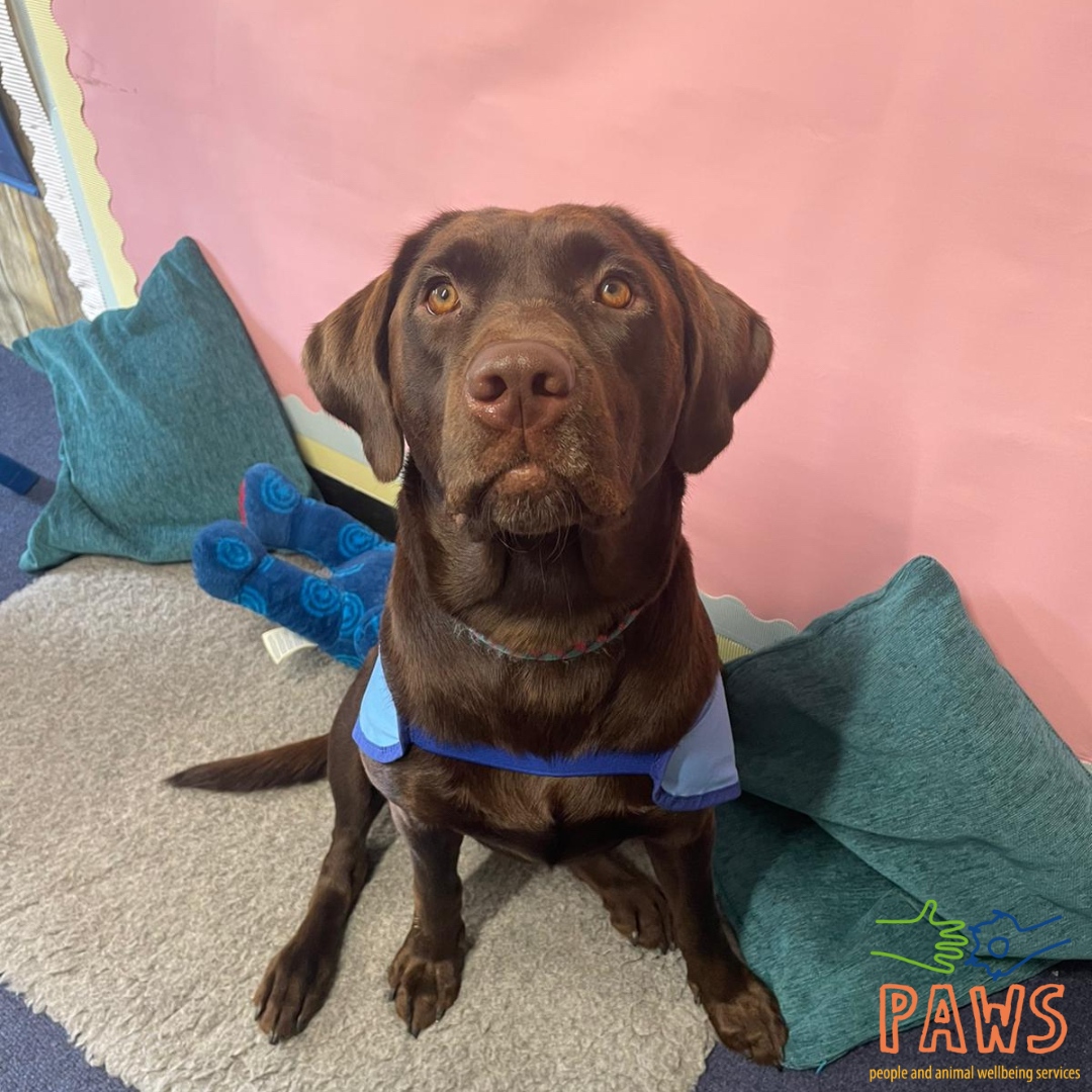 We are sending all the hugs and cuddles to poorly Nala. We hope you get better soon Nala and get some good rest!

#love #instagood #schooldog #animaltherapy #picoftheday #dogs #professionals #counsellors #educators #therapist #therapy #neurodivergence #sen #school