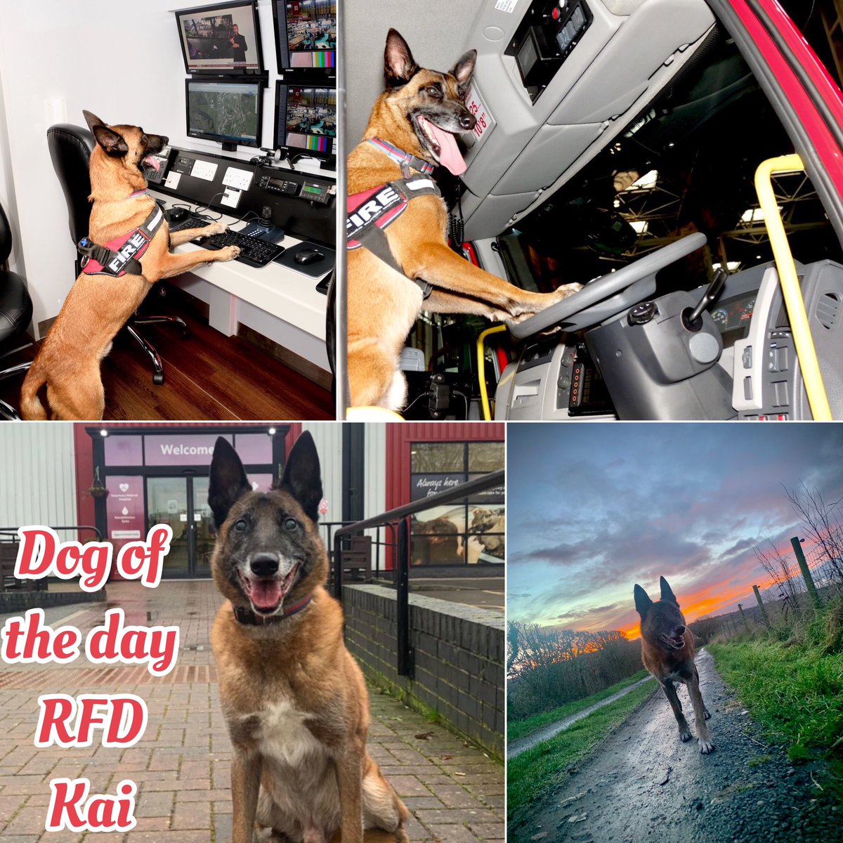 National K9 Memorial tweet media