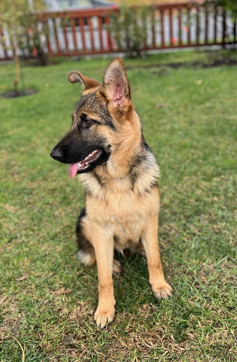 amdwestca's tweet photo. Still a puppy… https://t.co/gcilodWVs0