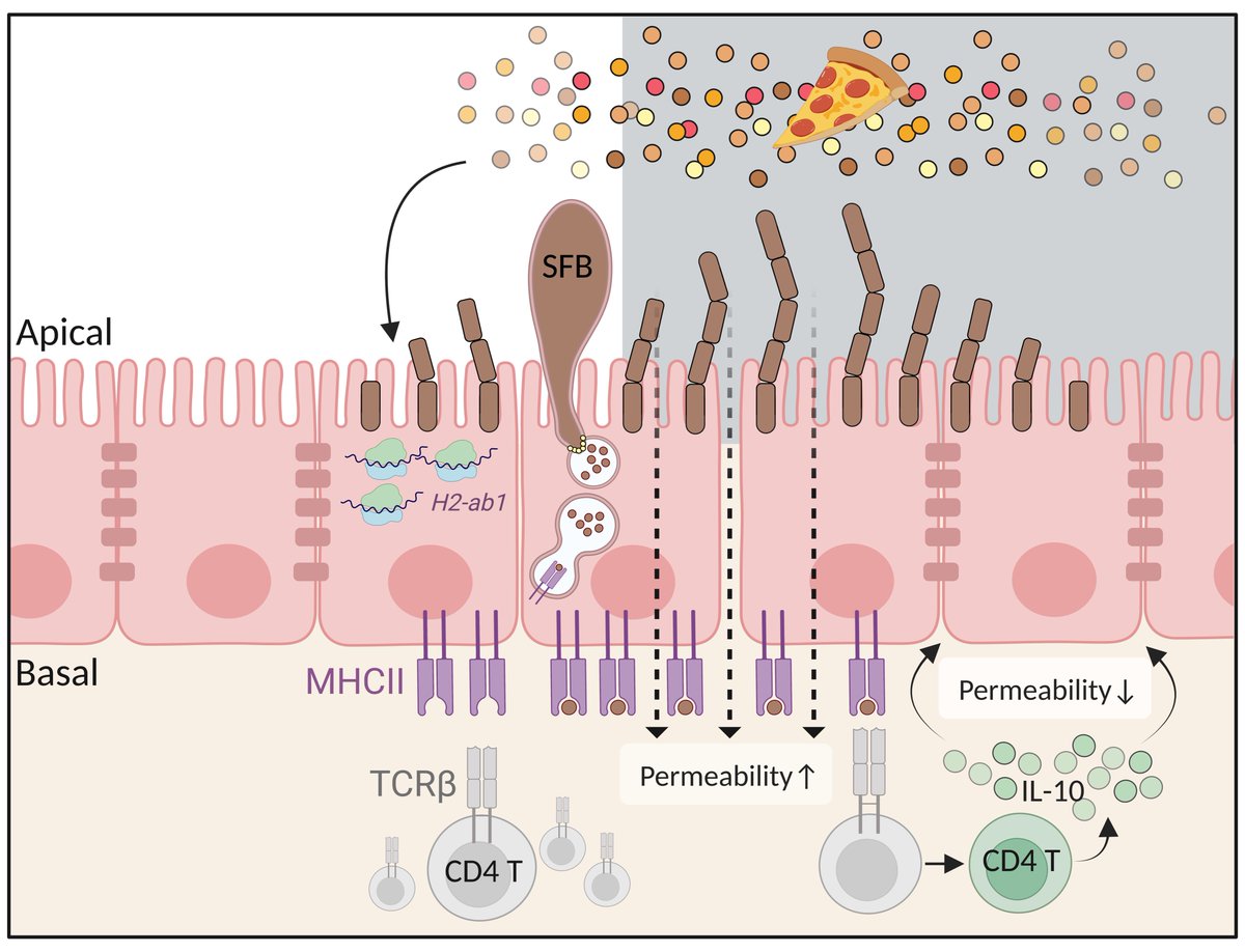 Karina Ratiner (@karinaratiner) on Twitter photo Just published a new review with Dr. Tahel Fachler and <a href="/EranElinav/">Eran Elinav</a> on #circadian rhythms and #microbiota. We dive into the impact of Reg3γ, IgA, and MHCII on gut health ⏰🦠❤️🩹🍽️. Check it out🤗! mdpi.com/2079-7737/12/1… Just published a new review with Dr. Tahel Fachler and <a href="/EranElinav/">Eran Elinav</a> on #circadian rhythms and #microbiota. We dive into the impact of Reg3γ, IgA, and MHCII on gut health ⏰🦠❤️🩹🍽️. Check it out🤗! mdpi.com/2079-7737/12/1…