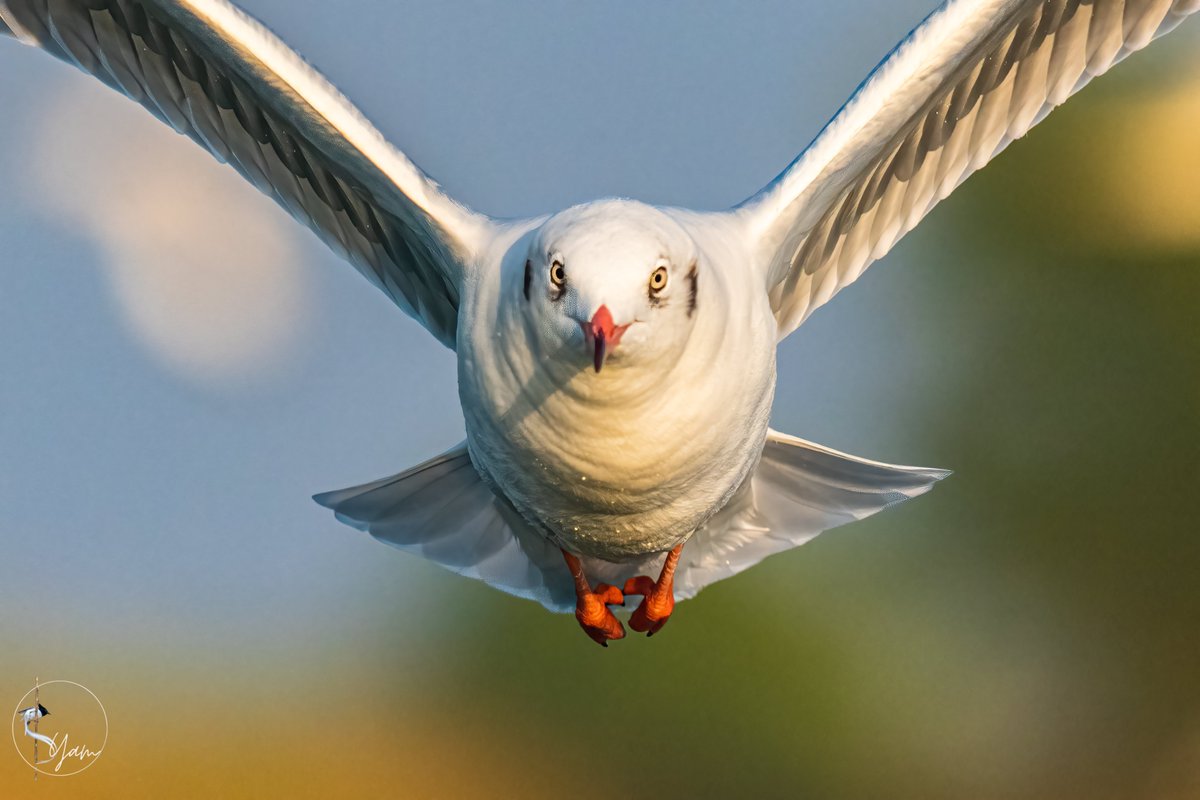 Brown-headed Gull
Bhigwan, Maharashtra
Dec2022

#brownheadedgull

instagram.com/syampotturi

#IndiAves #birdwatching #birdphotography #birds #BirdsSeenIn2022 #TwitterNatureCommunity