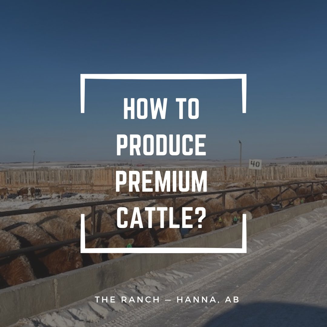 21Highway's tweet photo. One of the best premiums you can expect today in the marketplace is by raising Char cross calves. Give it a try and let us know your results!

#albertaranch #bulls #beefgenetics #charcrosscalves #premiumbeef https://t.co/vS4oCvdqX0