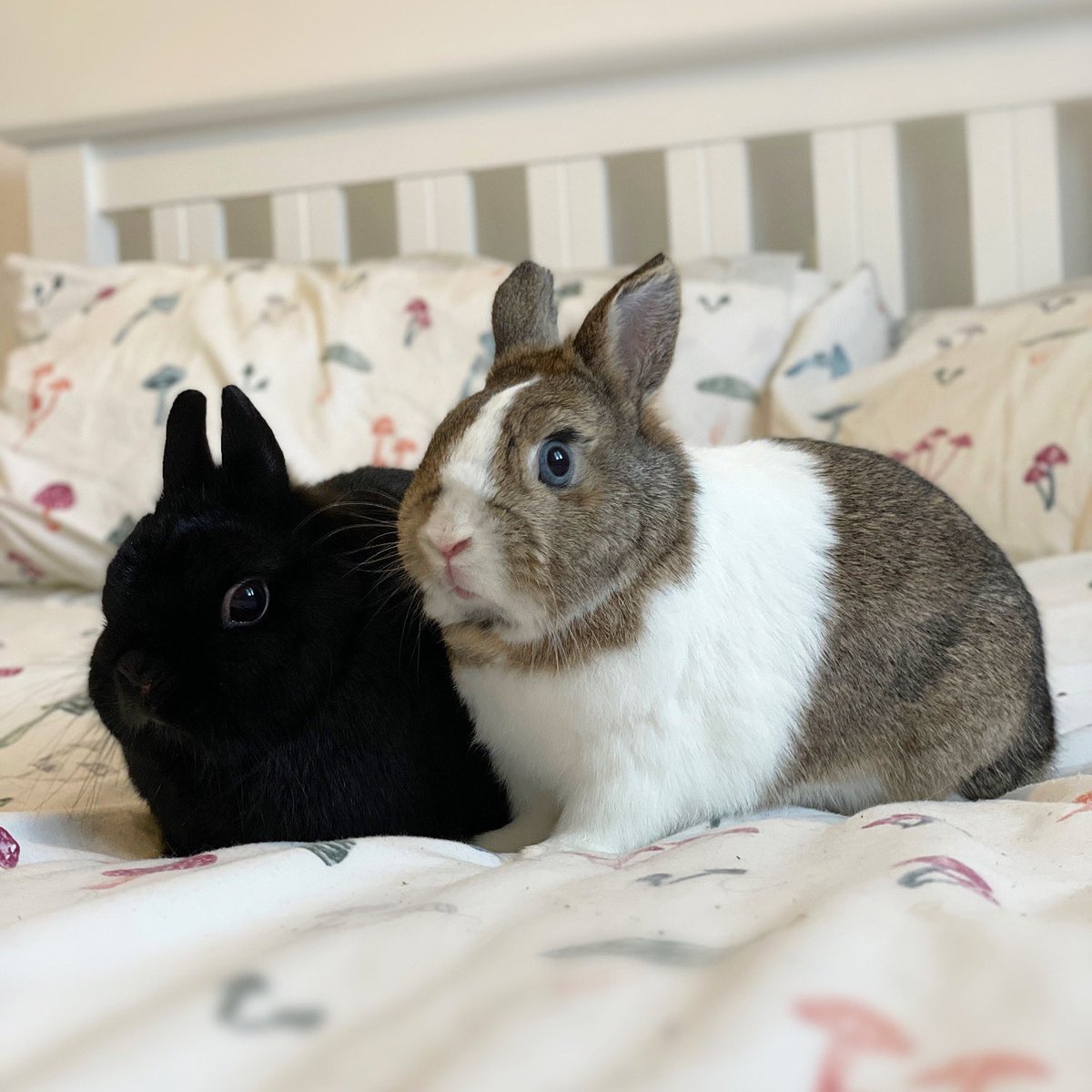 Emi_ology's tweet photo. Please share! 

Felicity &amp; Zeus are a 3 &amp; 2 year old pair of Netherland dwarf rabbits looking for a home in south Lincolnshire 🐰 They’re already neutered / spayed and vaccinated and are confident rabbits that are used to living indoors around family. 

https://t.co/IYWyTCjcla https://t.co/JI3tpfdx1z