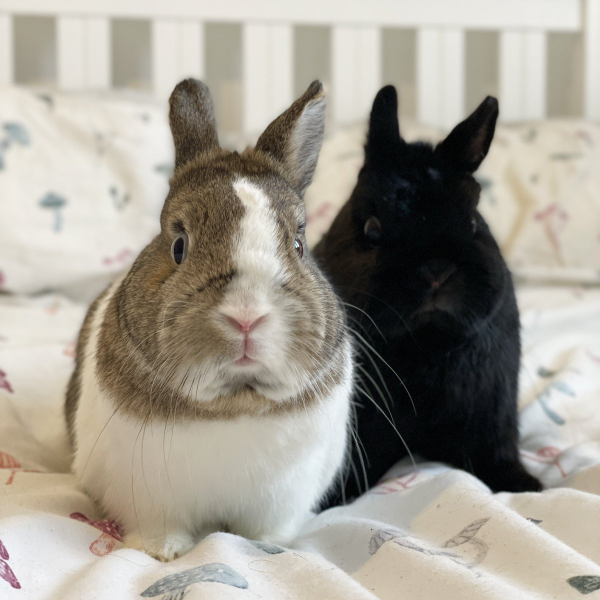 Please share! 

Felicity &amp; Zeus are a 3 &amp; 2 year old pair of Netherland dwarf rabbits looking for a home in south Lincolnshire 🐰 They’re already neutered / spayed and vaccinated and are confident rabbits that are used to living indoors around family. 

critterhaven.co.uk/animals-for-ad…