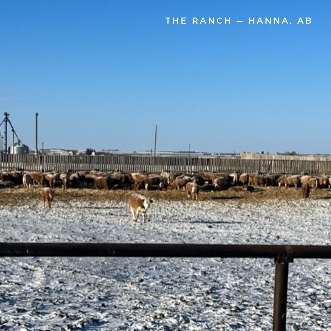 21Highway's tweet photo. One of the best premiums you can expect today in the marketplace is by raising Char cross calves. Give it a try and let us know your results!

#albertaranch #bulls #beefgenetics #charcrosscalves #premiumbeef https://t.co/vS4oCvdqX0