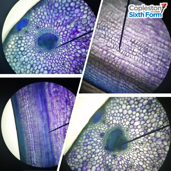 Delicate dissecting, careful staining and precision microscopy led to some beautiful outcomes from our Year 12 Biology students in their celery stem dissection practical this afternoon. #OCRBiology @ChatBiology #ALevelBiology #Microscopy