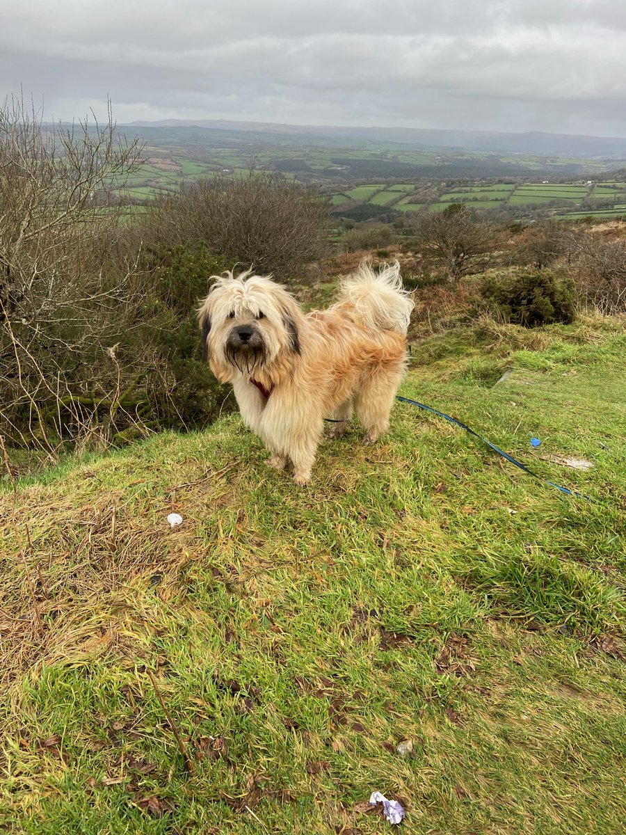 We’re looking at taking duds away in September,  south coast of England -any suggestions for dog friendly places