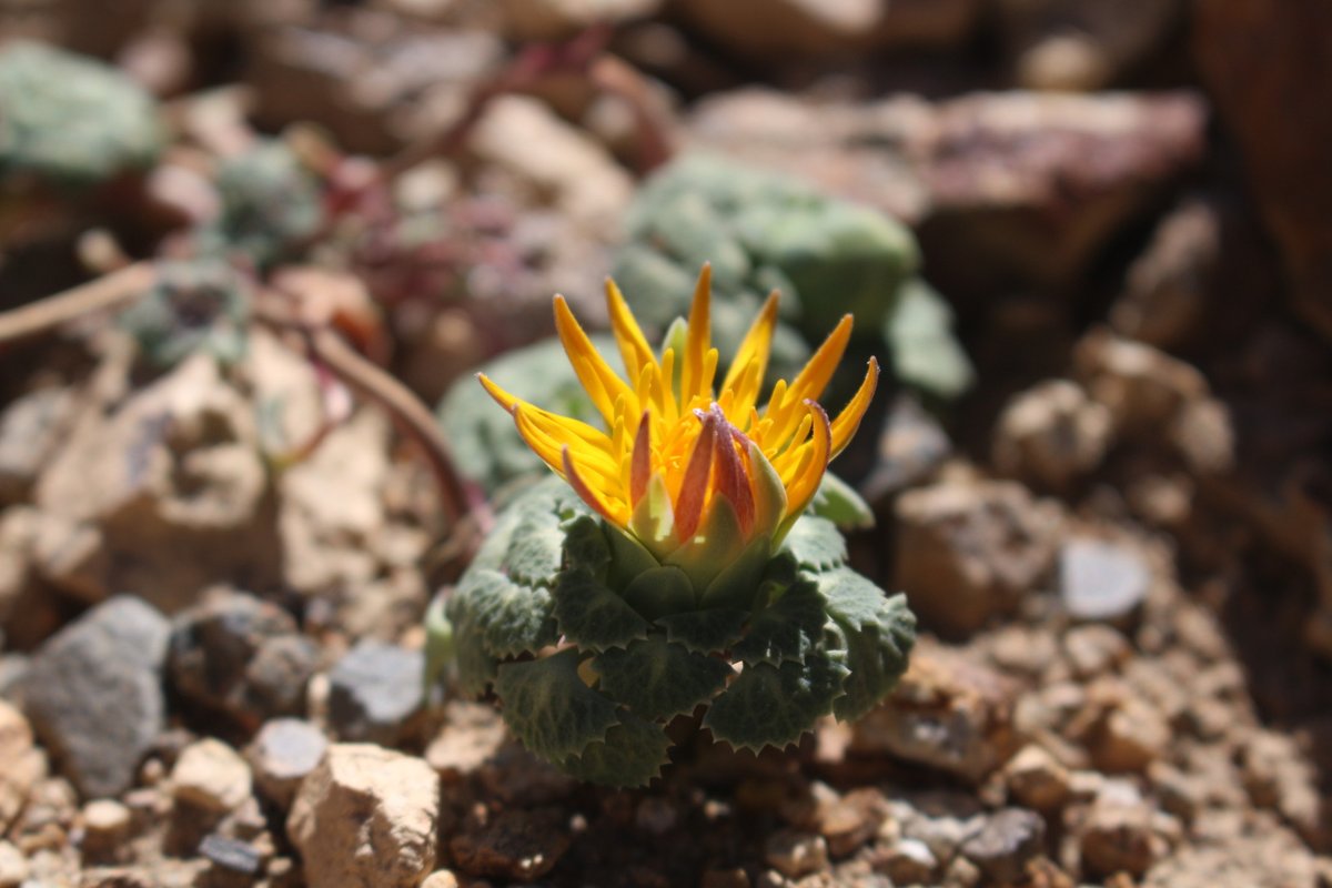 inaturalist's tweet photo. Our Observation of the Day is this Chaetanthera flabellifolia #plant, seen in #Chile by paulaceae!
More details at: https://t.co/3ct3YZuoHp #nature #botany #plants #biodiversity https://t.co/x6p7e7eq4g
