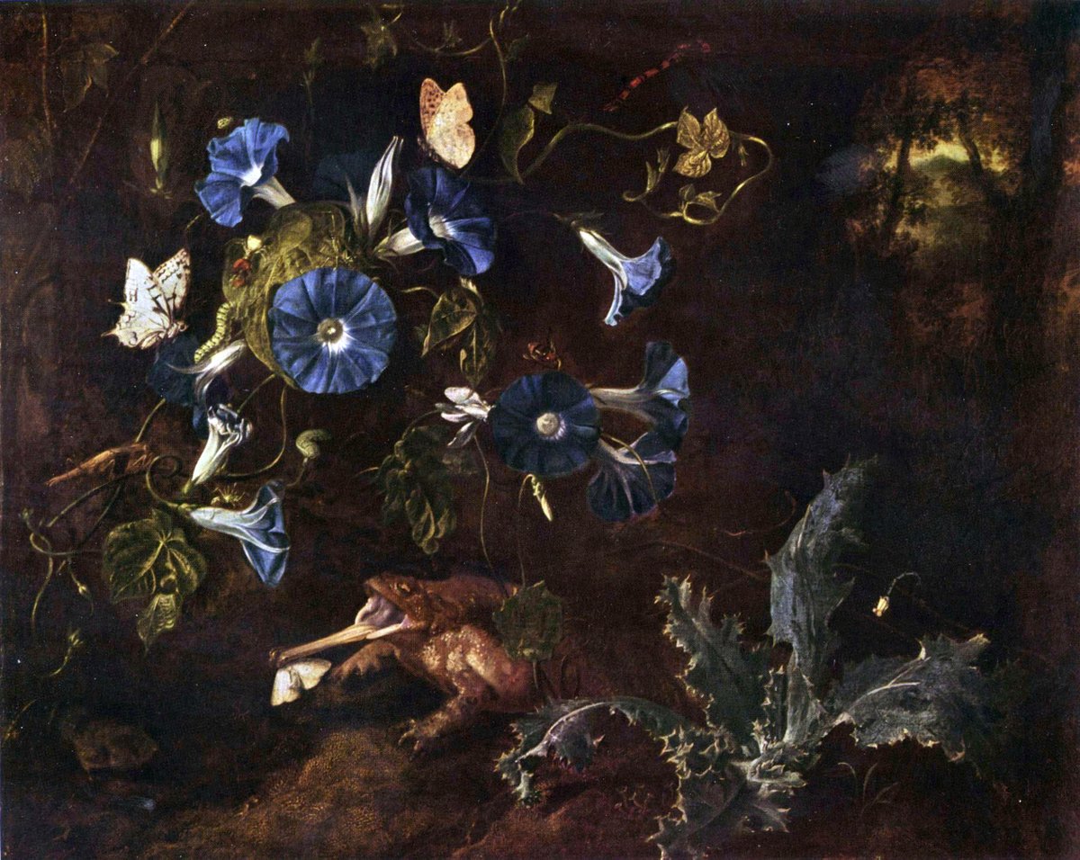 Hi #botany tweeps! Saw this fine artwork by O.M. Van Schrieck, made in 1660 in Italy. The flowers likely are #Ipomoea tricolor, a Mexican #Convolvulaceae. Does anyone know other ornamental plants, grabbed from the Americas and taken to Europe as early as the 17th c? #rijksmuseum