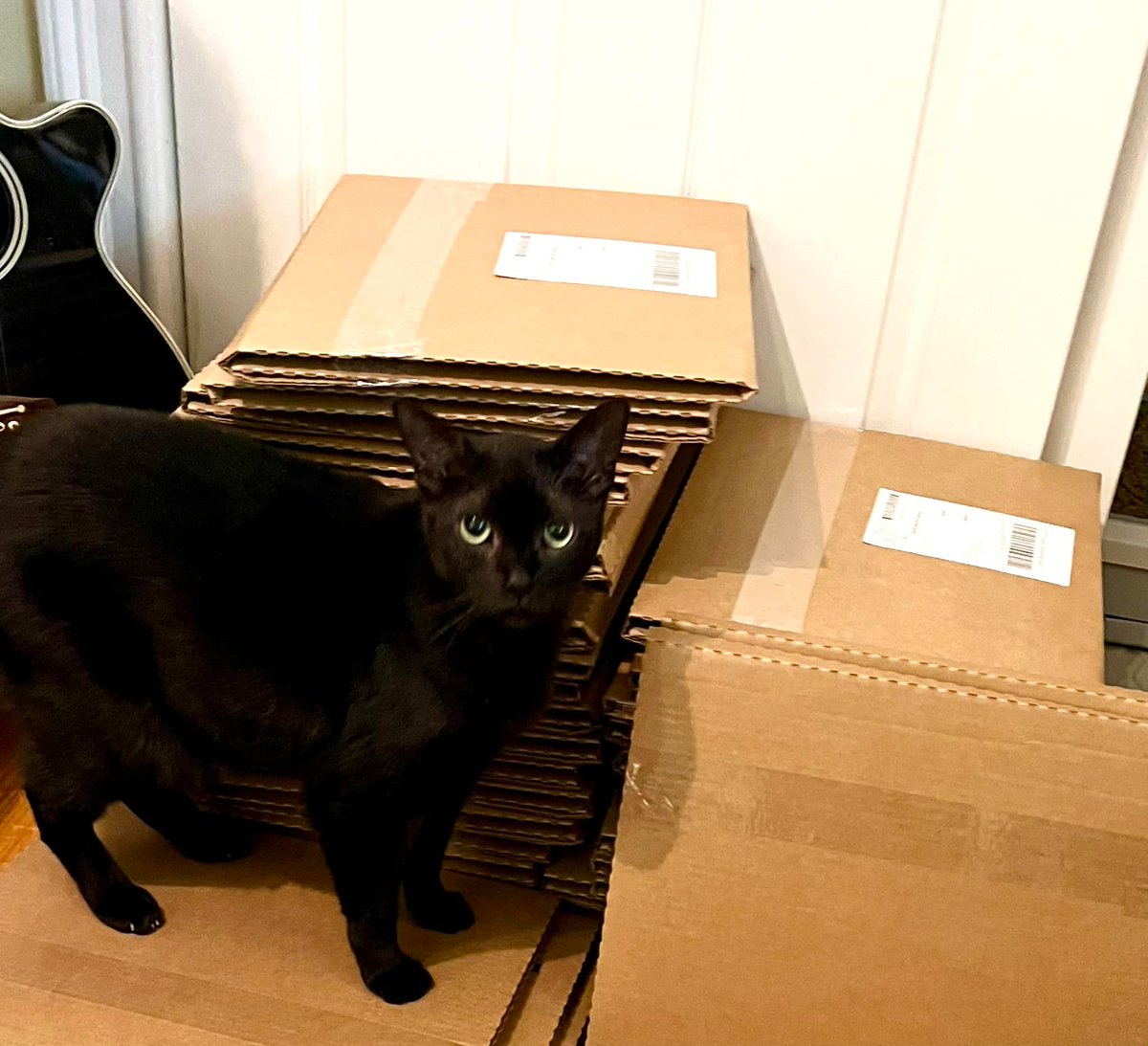 anthonygomes's tweet photo. Loki is inspecting our shipment 🚚 of vinyl that will be at the post office first thing Tuesday morning! #anthonygomes #highvoltageblues #originalmusic #guitarplayer #singer #songwriter #orderyourcopy #autographedvinyl #vinylrecords https://t.co/2NXj07E60o