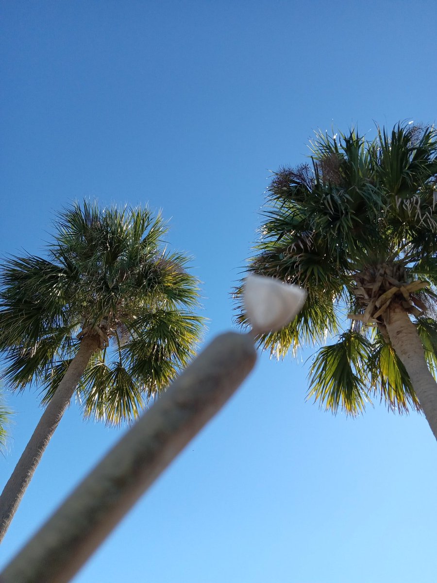 CannaMindSee420's tweet photo. It's 44° and NOPE!
We Shall Remain Indoors Til The Sun Decides To Make Its Presence Felt!
Hurry Up And Felt This Bish... I Need To Get Muh Smoke On! 🥶👌💨
#Mmemberville
#StonerFam
#CannabisCommunity
#FloridaBoy
#PenLife https://t.co/2Bknl8juWP