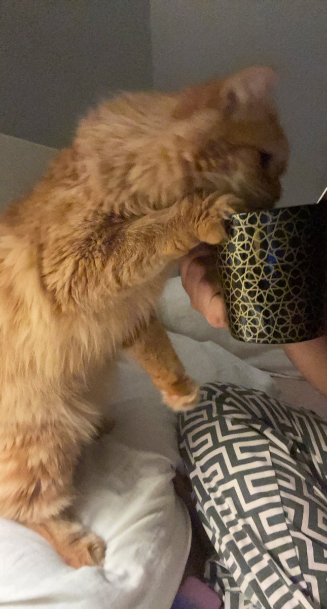 aubses_'s tweet photo. “gimme milk momma” - sambosa 🥹 https://t.co/UDgQIaY3ve
