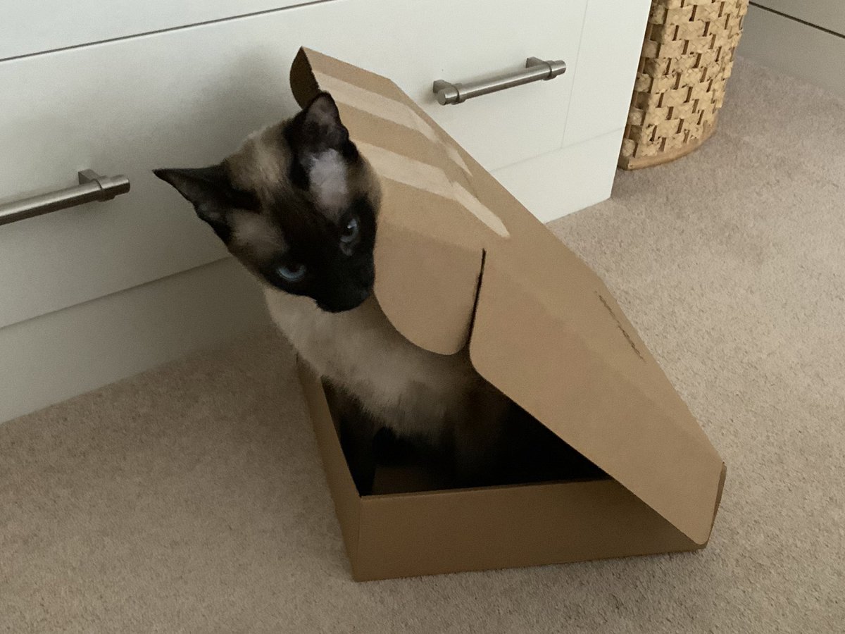 OtherthingsCats's tweet image. I have to tell you Mum, as boxes go, this one is a disappointment! #CatsOfTwitter #catbox