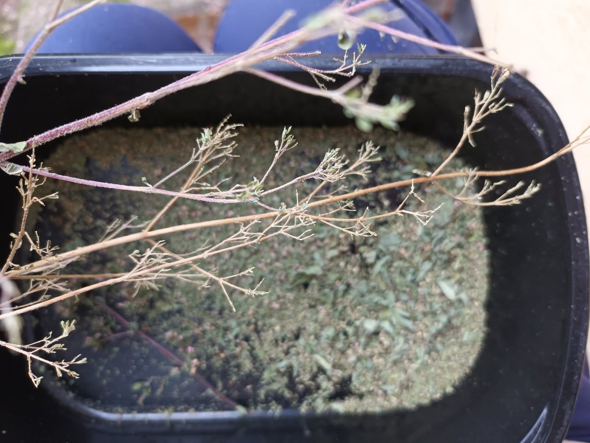 kristallnaach's tweet photo. Erstmal meine getrockneten #Kräuter wieder auffüllen....🌱#Gärtchen22🍀
#Oregano🍀wilder #Majoran #Dost🌱 https://t.co/3vjpXRNCfa