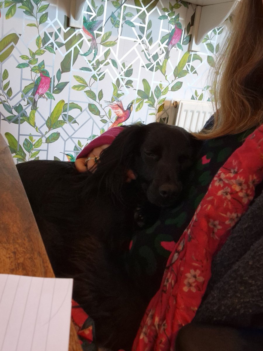 Someone is very much enjoying the addition of a heated electric blanket to our home office