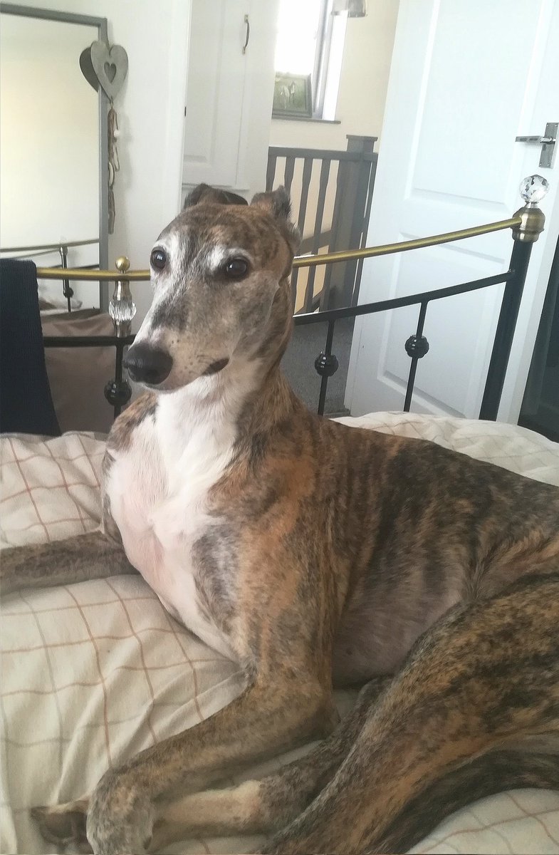 Lord Zeus the Greyt! 🐾🐾 tweet media