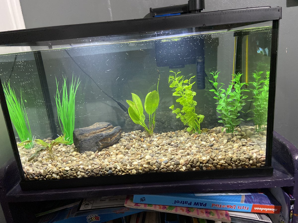 TranquilityGame's tweet photo. #twoweeks away from filling this bad boy can’t wait to show you guys what I get for it 
#aquarium #fish #twitch https://t.co/TCcOSDcFx1
