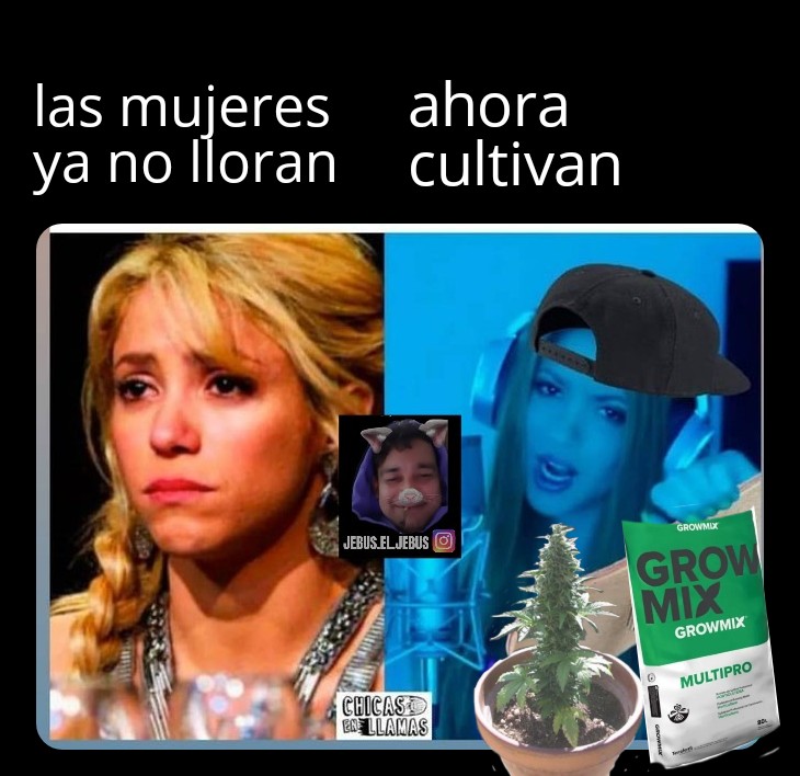 jebus_el_jebus's tweet photo. #plantate #nomaspresosporplantar #cultivate #marihuana #bzrshakira https://t.co/S3mtyqArmD