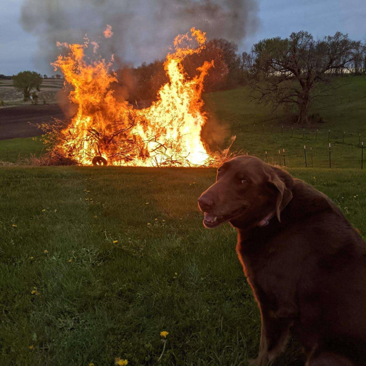 PdxInteractive's tweet photo. You're all this dog tbh. https://t.co/9lJFnSdT6c