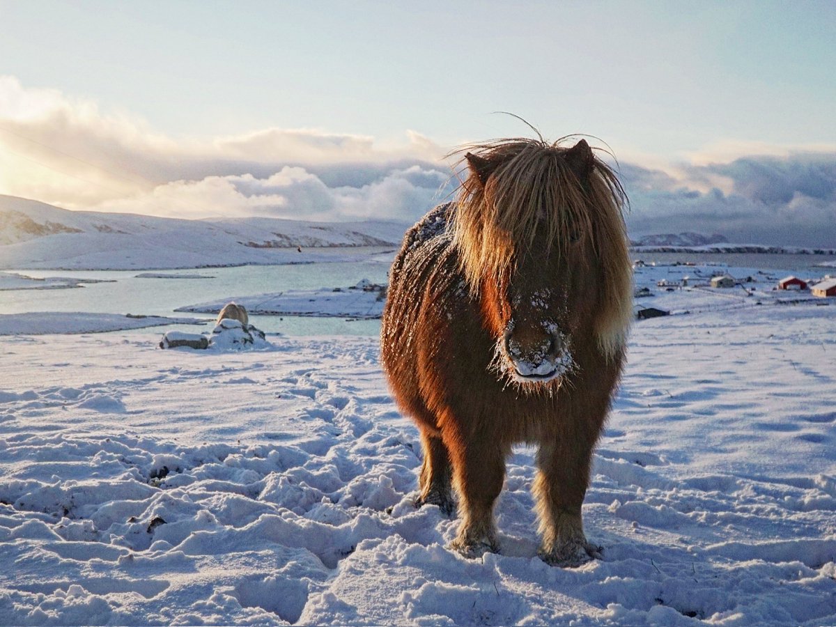 CatherineMMunro's tweet photo. A snowy day #Shetland https://t.co/Id4YGyOnfT