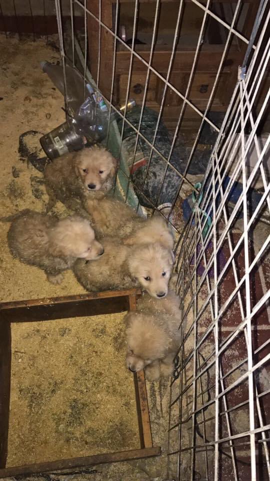 luzelenachavez8's tweet photo. En venganza @ErnestinaGodoy_ se alía con el maltratador de Golden y me construye esta montaña  de mil fojas en demanda civil por daño moral por esterilizar a 23 Golden para salvarles la vida. Piden 40 millones de pesos. Así tenía a los bbs y así vivían.  @SocCivilMx @lumendoz 🧵 https://t.co/rbv2d75jvC