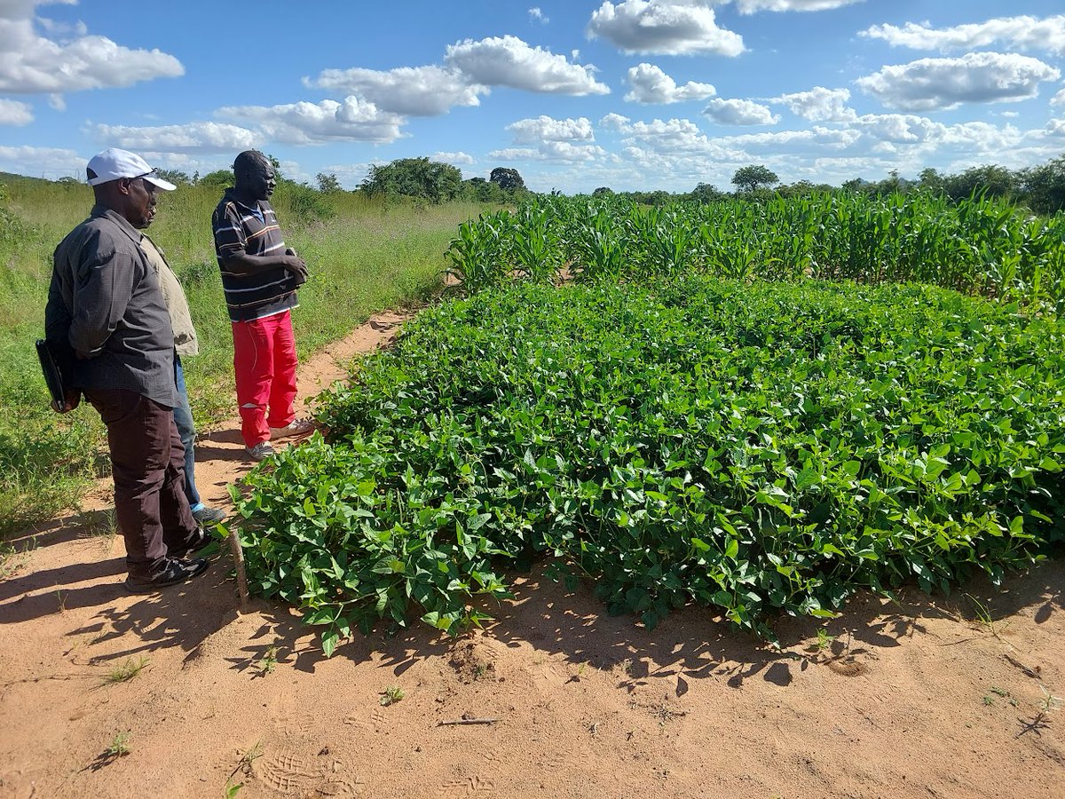 isaiah_nyagumbo's tweet photo. What a pleasure it was last week to see thriving maize &amp; legume intercrops in Buhera district where we are capacitating farmers to increase feed and food production for climate resilience using drought tolerant / nutritious maize varieties and a diversity of leguminous forages! https://t.co/S7lOasm3tE