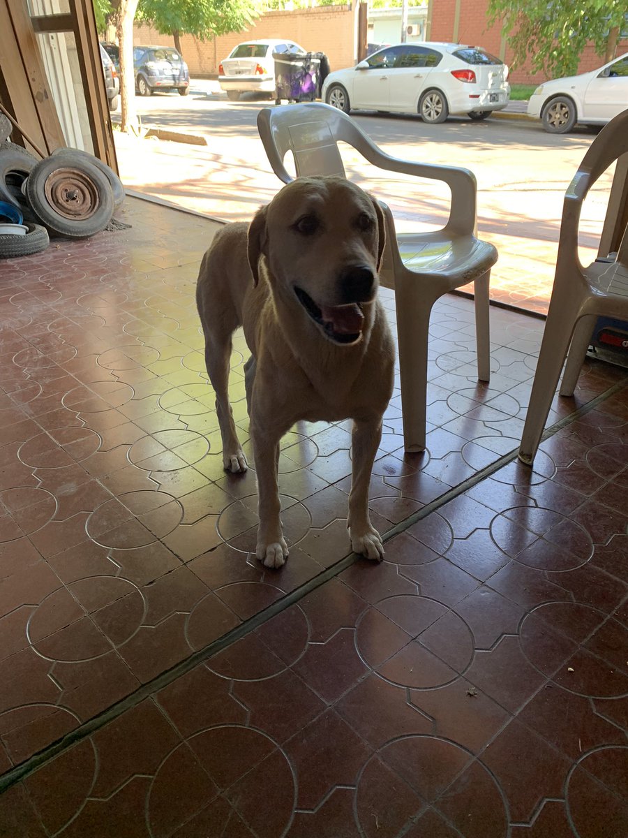 Buenas, hace un rato apareció este perrito, está muy bien cuidado no parece ser de la calle, solo estaba cagado de hambre. Lo tengo en calle quintana y libertad al lado de grido. Difundir plisss. 2615740574