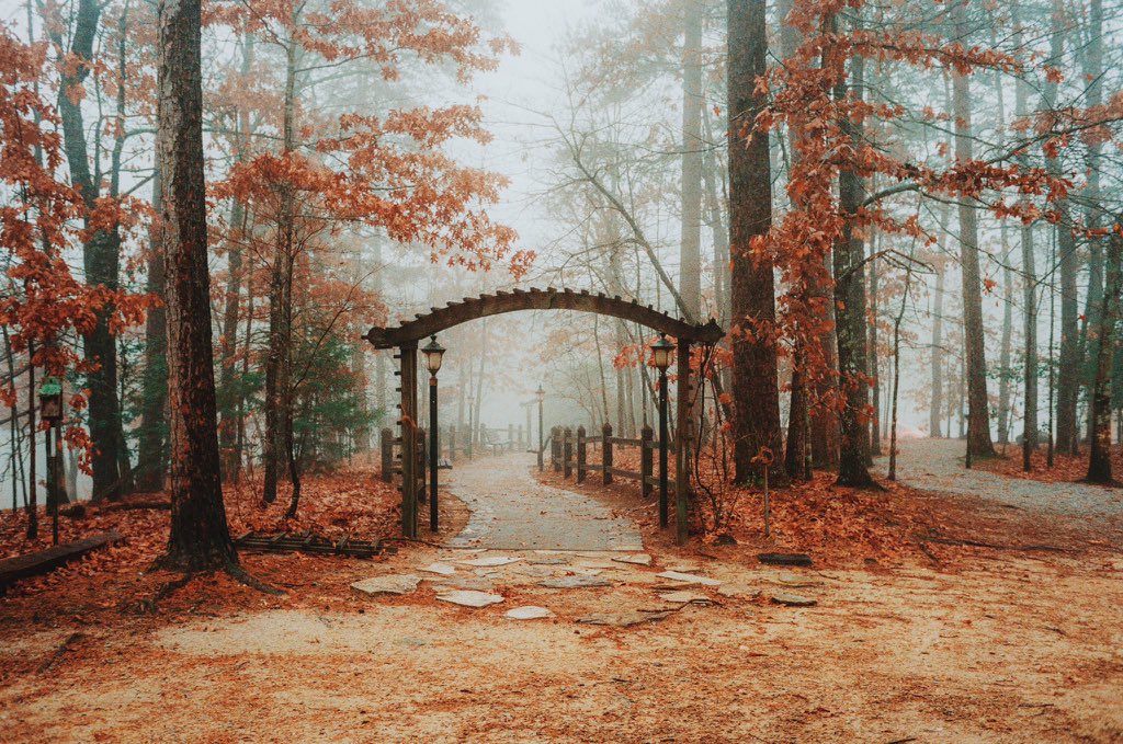 A camera I got for $5 at a thrift store vs the photos