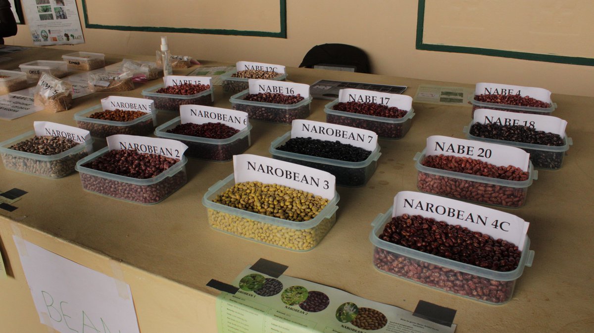 ClimateChngNarl's tweet photo. The improved bean varieties available
@NaroKawanda @Naro
#USAIDFeedTheFuture
#ERAAL https://t.co/UD8jUA4cMS