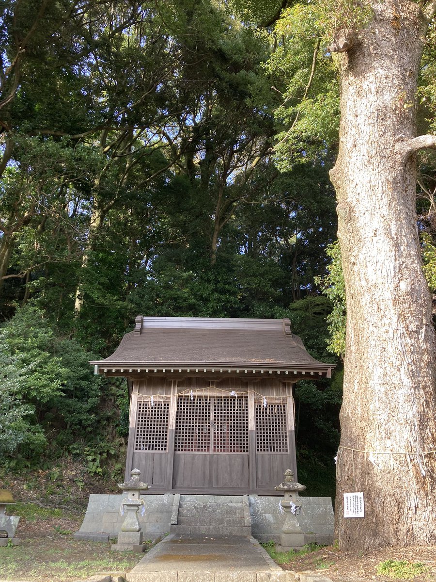 静岡県藤枝市 若一王子神社⛩ 社殿はシンプルこぢんまりだけど、立派な御神木がカッコいい神社です♪ 因みに「若一」の読み方は「にゃくいち」ですよー☺️✨