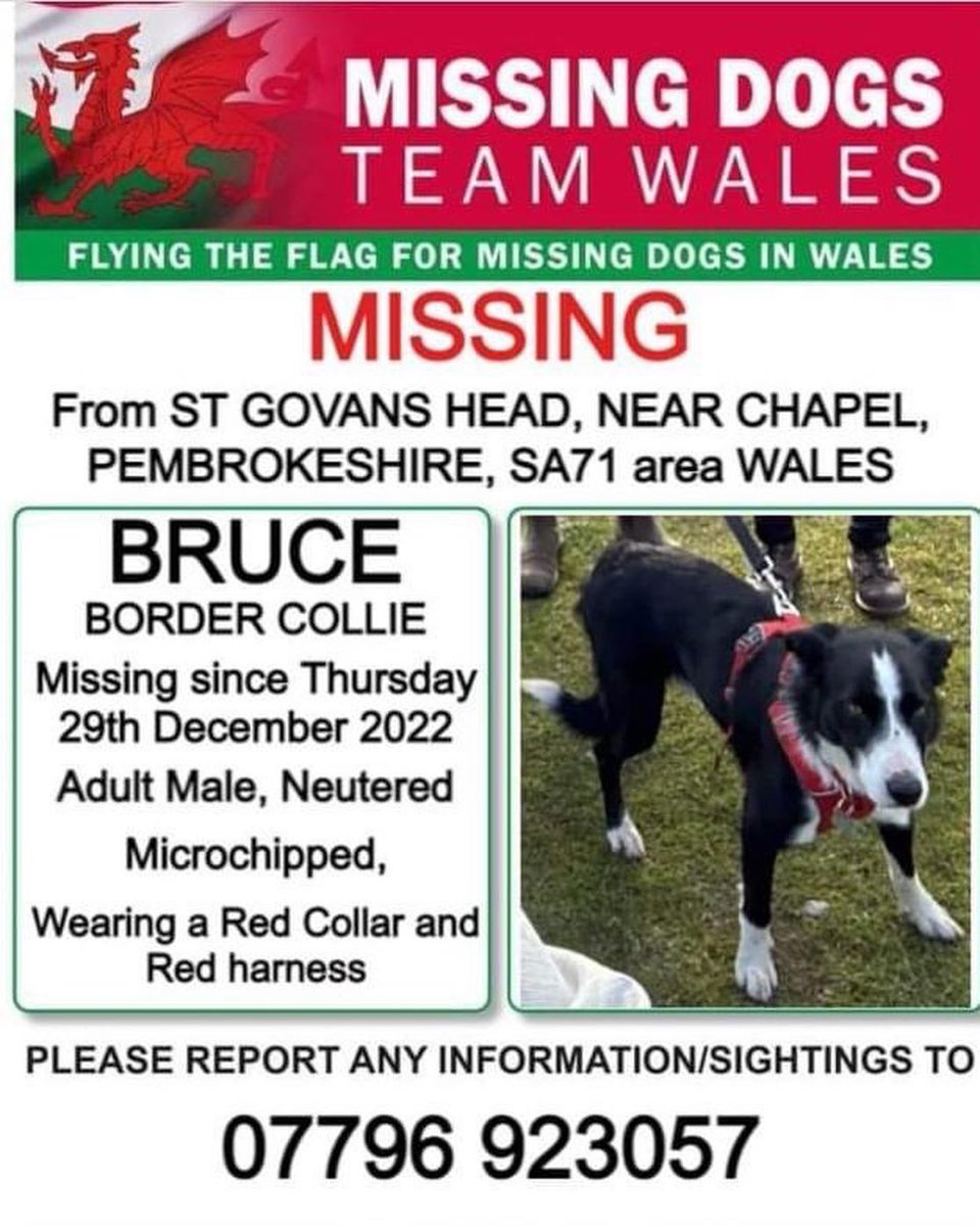 colliesontherun's tweet photo. ‼️HELP NEEDED‼️
LOCALS TO #StGovans nr #chapel 
#castlemartinrange #Bosherton BRUCE RAN OFF ON A WALK 29/12/22 - NOT SEEN SINCE #RescueDog #Collie #Pembrokeshire #wales HELP PLS - SIGHTINGS ONLY -hes nervous 😬 
UNFAMILIAR AREA pls could u RT TY 

https://t.co/njmOrsXGuI https://t.co/tWIwupwGwL