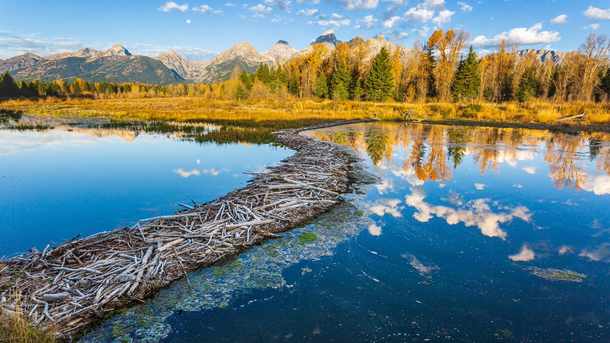 Beavers have material culture 🦫: an incredible beaver dam in Grand Teton National Park, Wyoming #MammalMonday 
📷 Troy Harrison