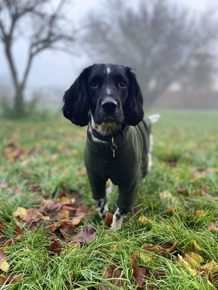 Royal High School Bath tweet media