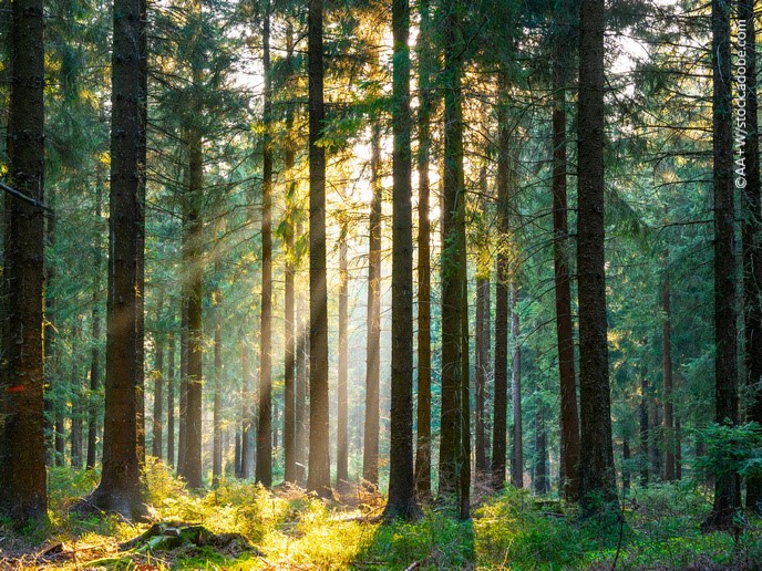 How should future #European #forest governance be shaped to face:
🌳 #climatechange
🌳 #biodiversity crisis
🌳 sustainable #bioeconomy

#EUFunded projects @SincereForests, <a href="/CLEARINGHOUSE_/">CLEARINGHOUSE</a> &amp; CONTACT have the answer 👇
europa.eu/!6N3pH4