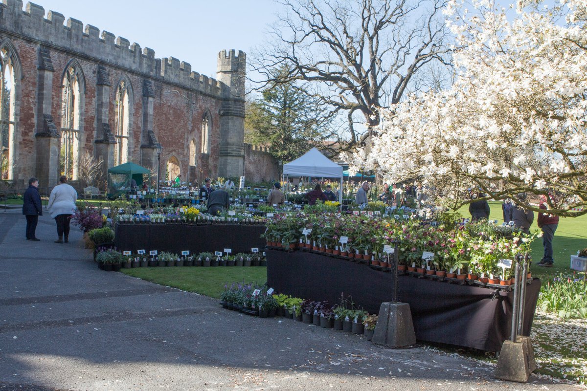 Rare Plant Fair tweet media