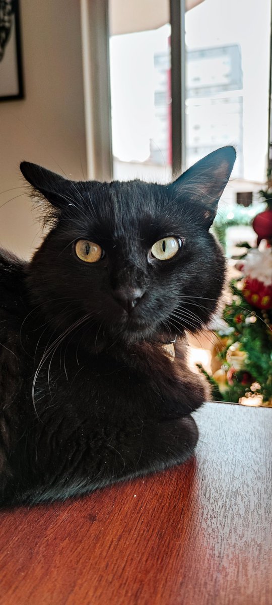 Lyhannatoscano's tweet photo. He intentado cambiarle las pepas a mi gato porque no encuentro @efectomirringo y ninguna le gusta. 🥲

Él ama Mirringo y acá está esperando que vuelvan. https://t.co/sbSp2QdhYO